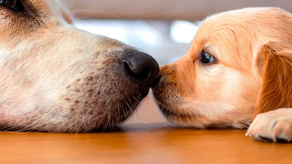 Golden retriever