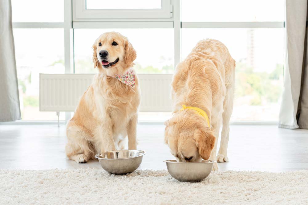 Golden retriever alimentacion