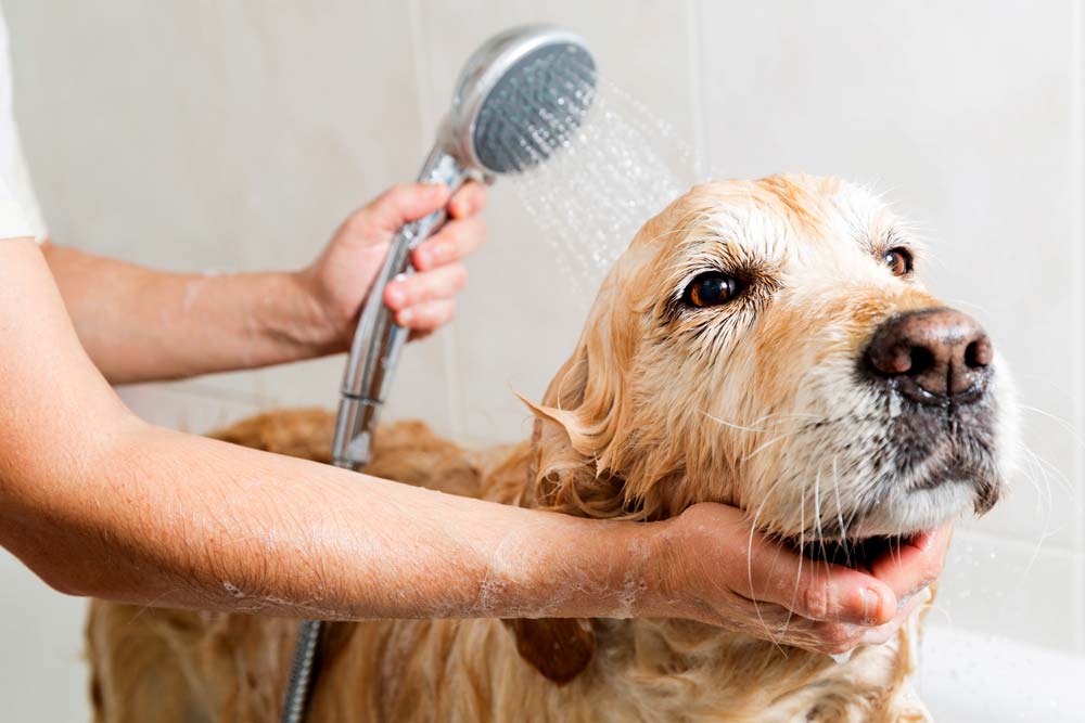 Golden retriever cuidados