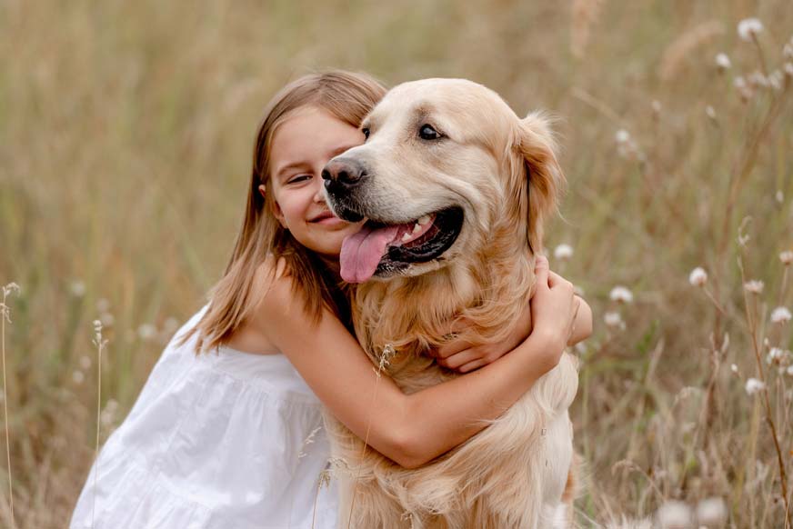 Golden retriever ninios