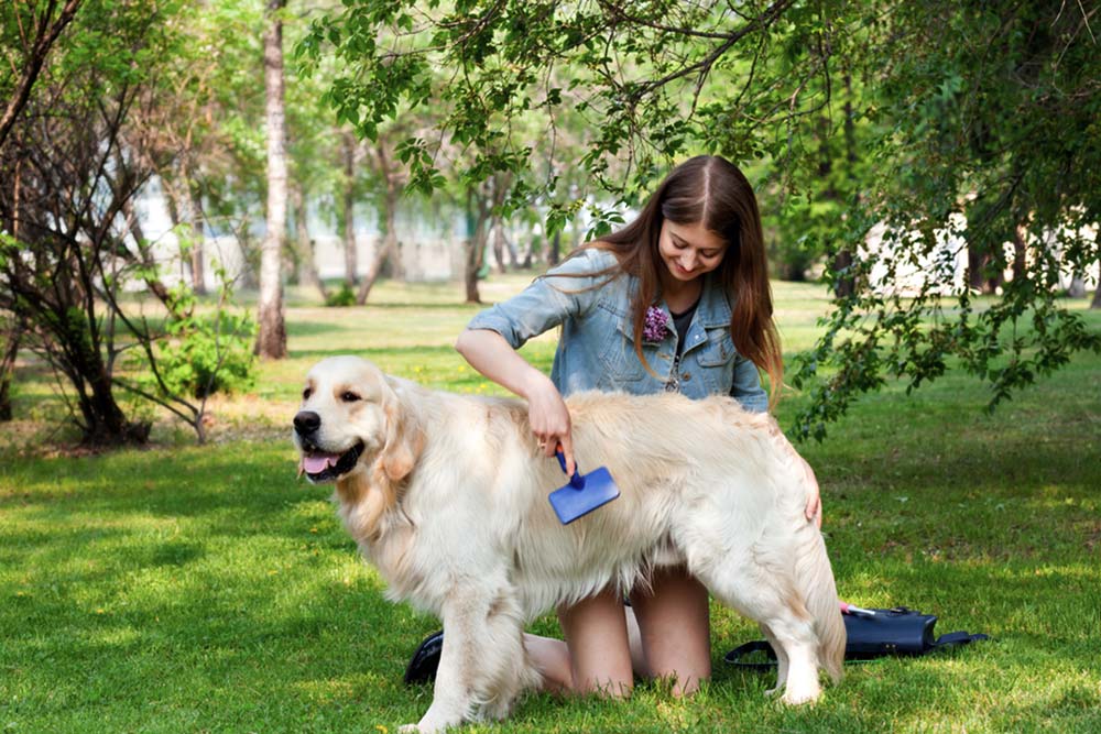 Golden retriever pelo