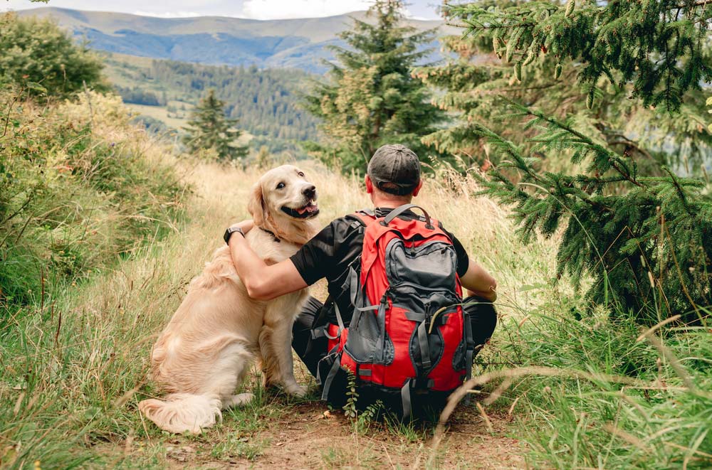Golden retriever senderismo