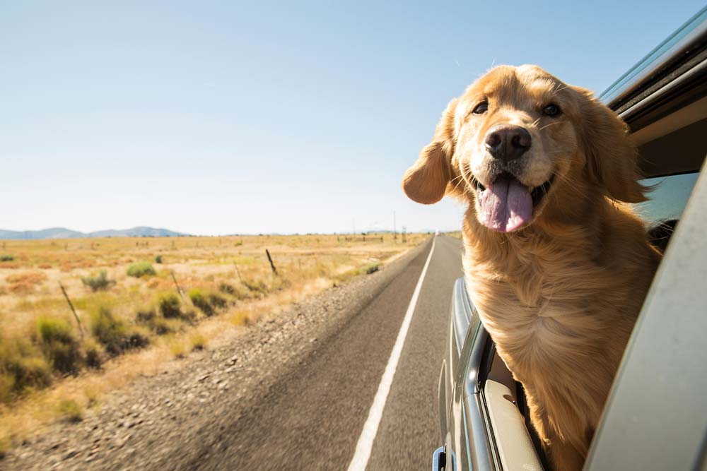 Golden retriever viaje
