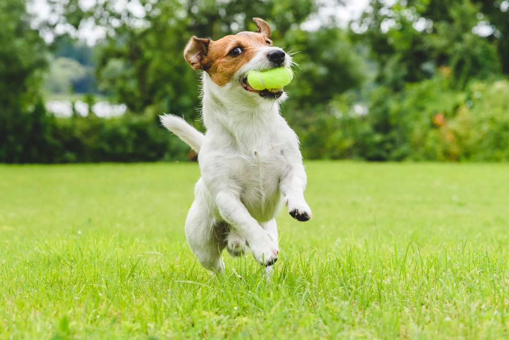 Jack russell terrier deporte