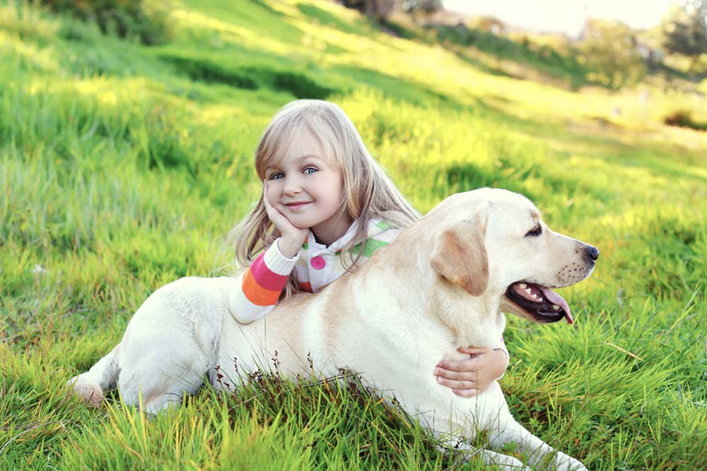 Labrador retriever