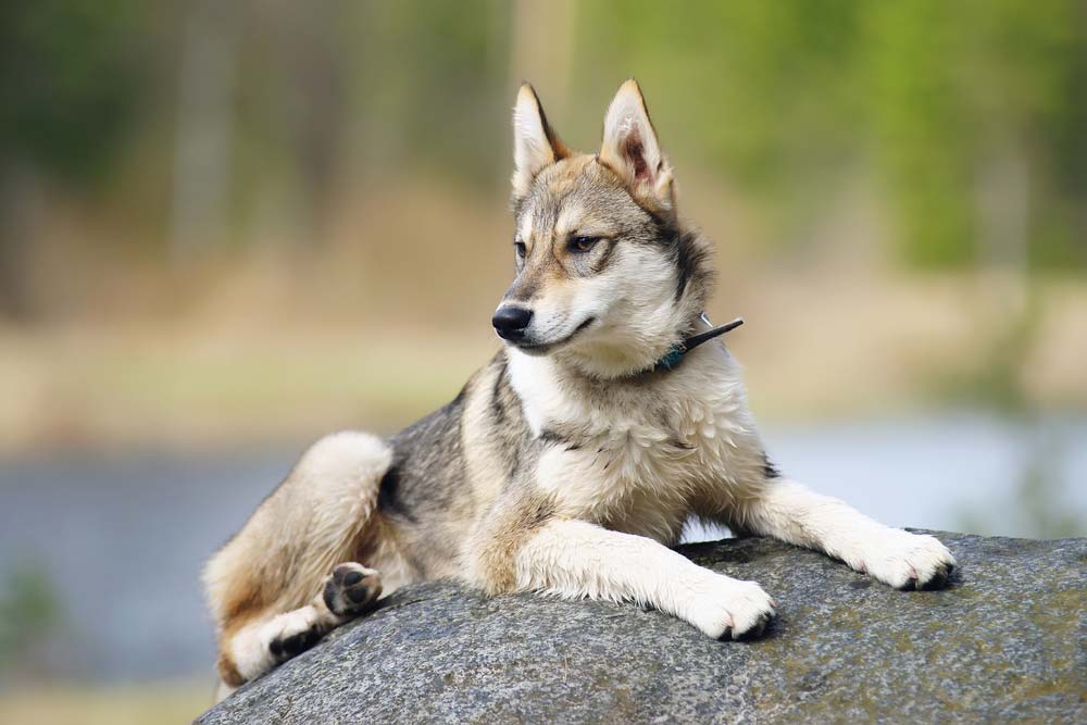 Perros rusos Laika siberiano