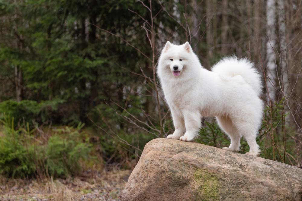 Perros rusos Samoyedo