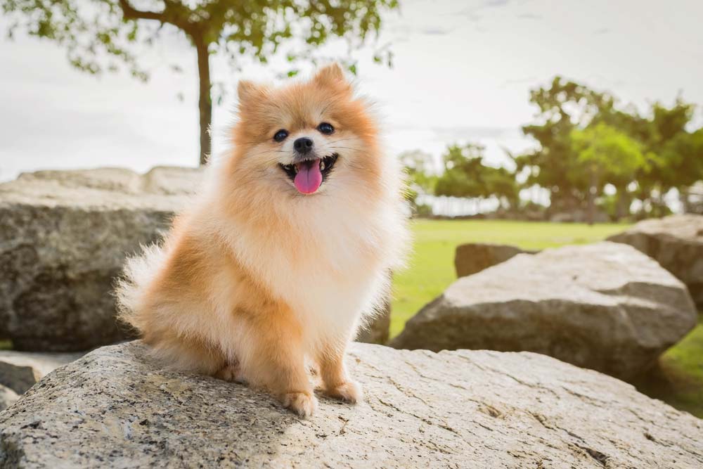Pomerania