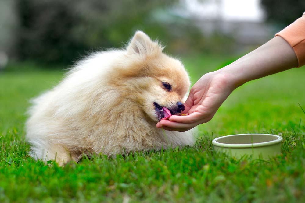 Pomerania