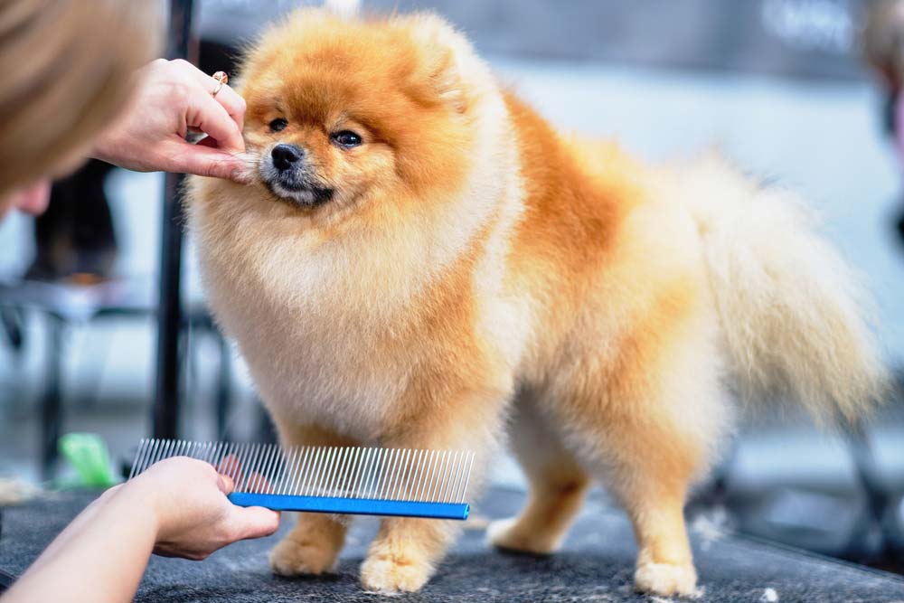 Pomerania