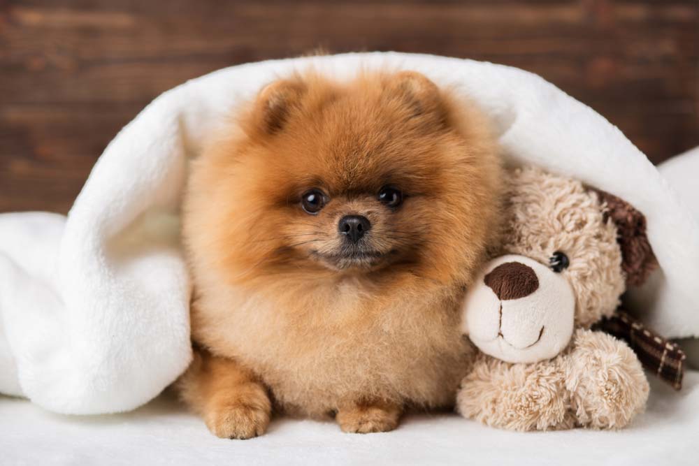 Pomerania