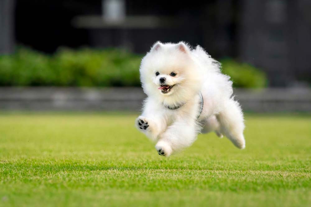 Pomerania