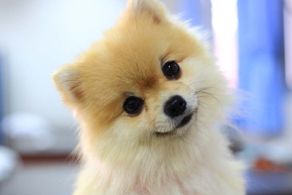 Pomerania