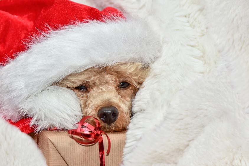 Por que los perros son sensibles a algunos alimentos