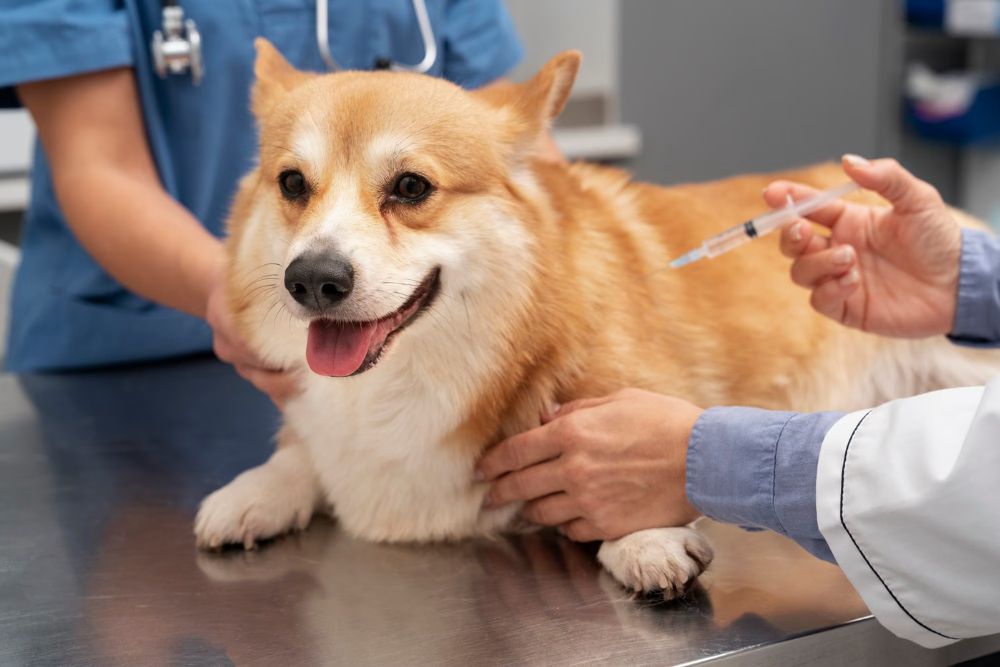 Prevencion de la tos en perros