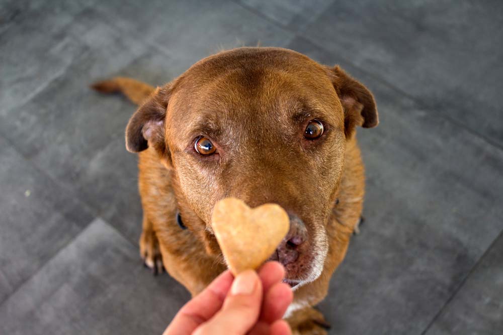 Productos especiales para perros