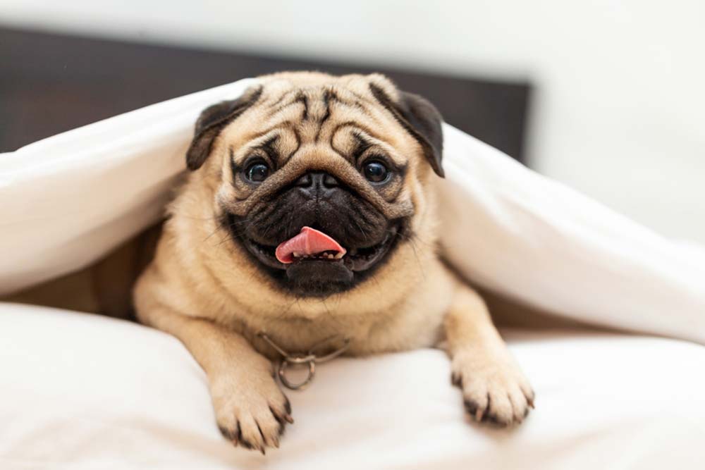 Pug para pisos
