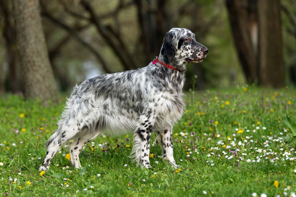 Setter ingles