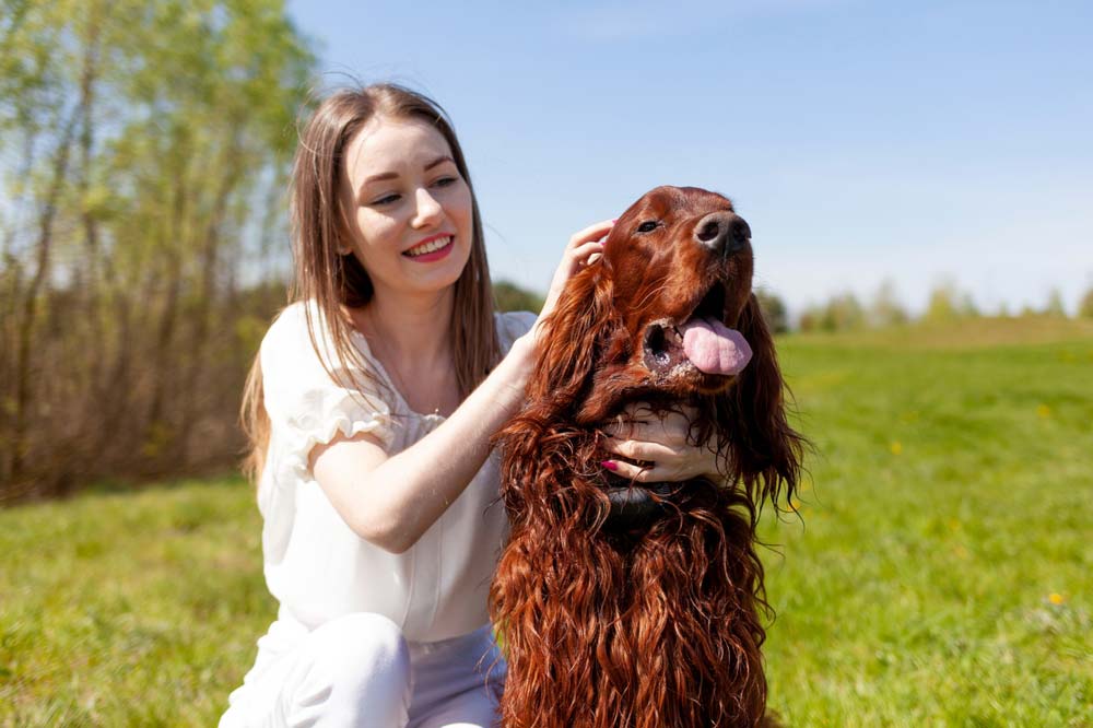 Setter irlandes