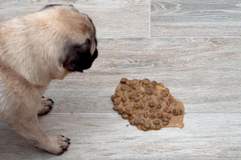 Vomito de comida no digerida