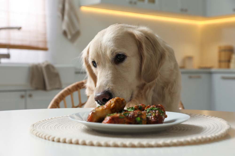 acidos grasos mas que complemento dieta canina