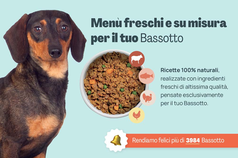 Bassotto banner