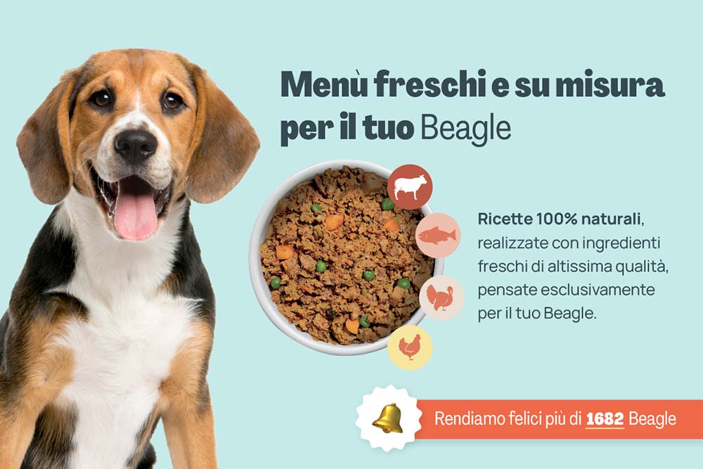 Beagle banner