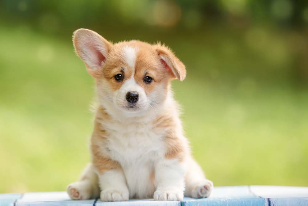Cachorro