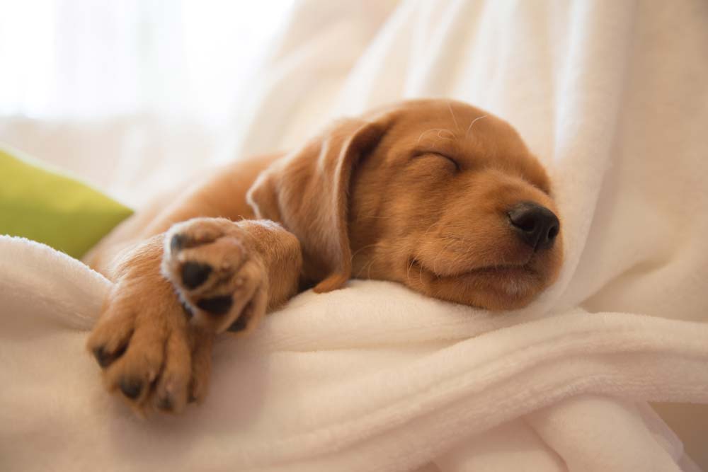 Cachorro duerme