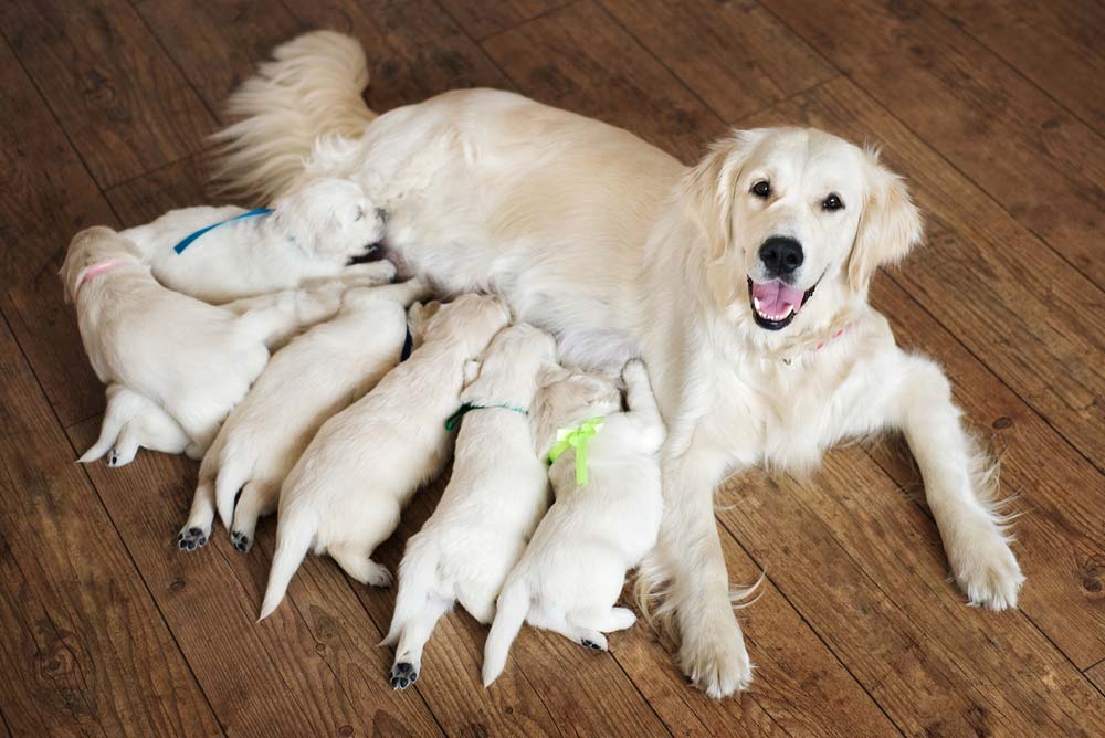 Cachorro madre