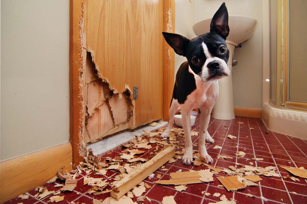 Cachorro muerde objetos