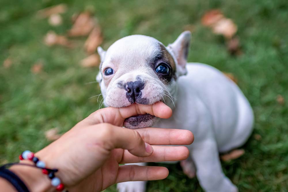 Cachorro muerde
