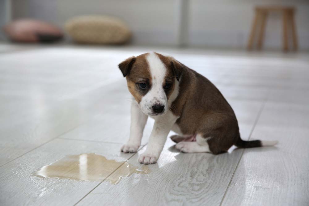 Cachorro orina
