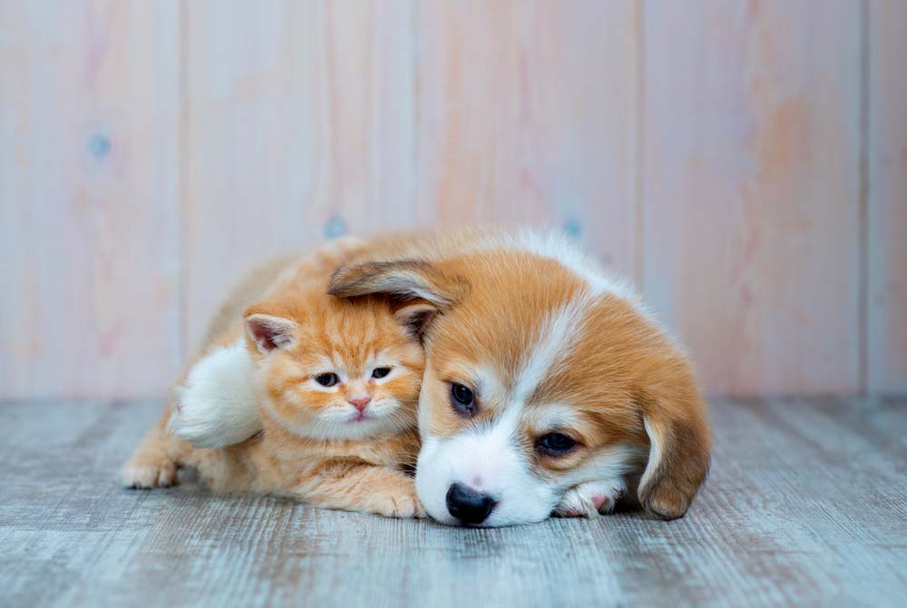 Cachorro y gato