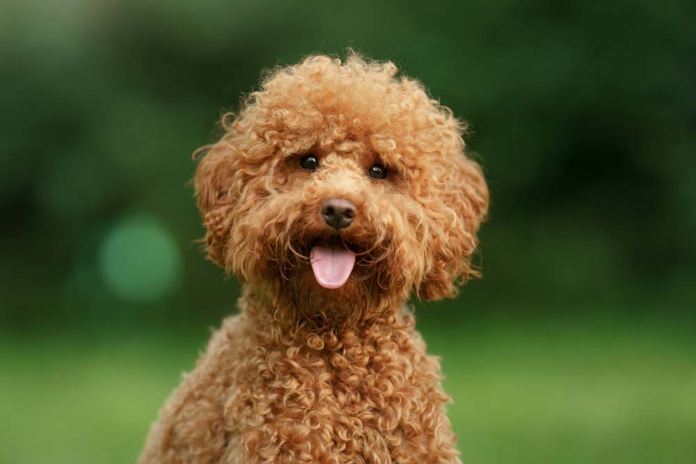 Caniche galeria