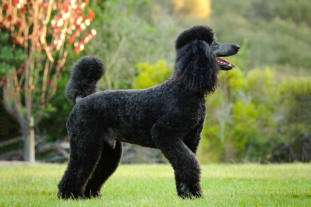 Caniche galeria