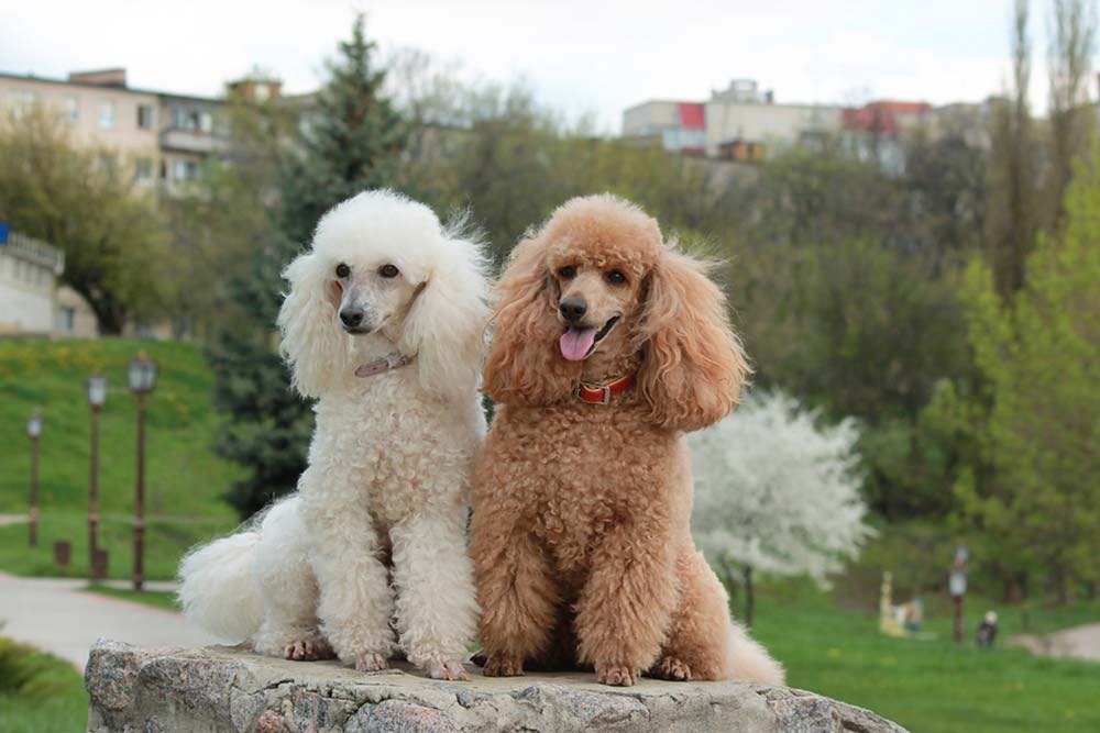 Caniche galeria