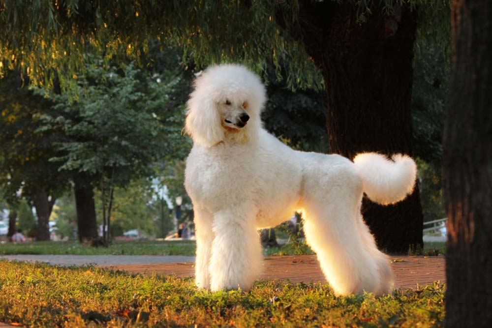 Caniche galeria