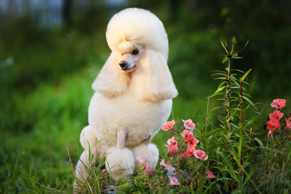 Caniche galeria