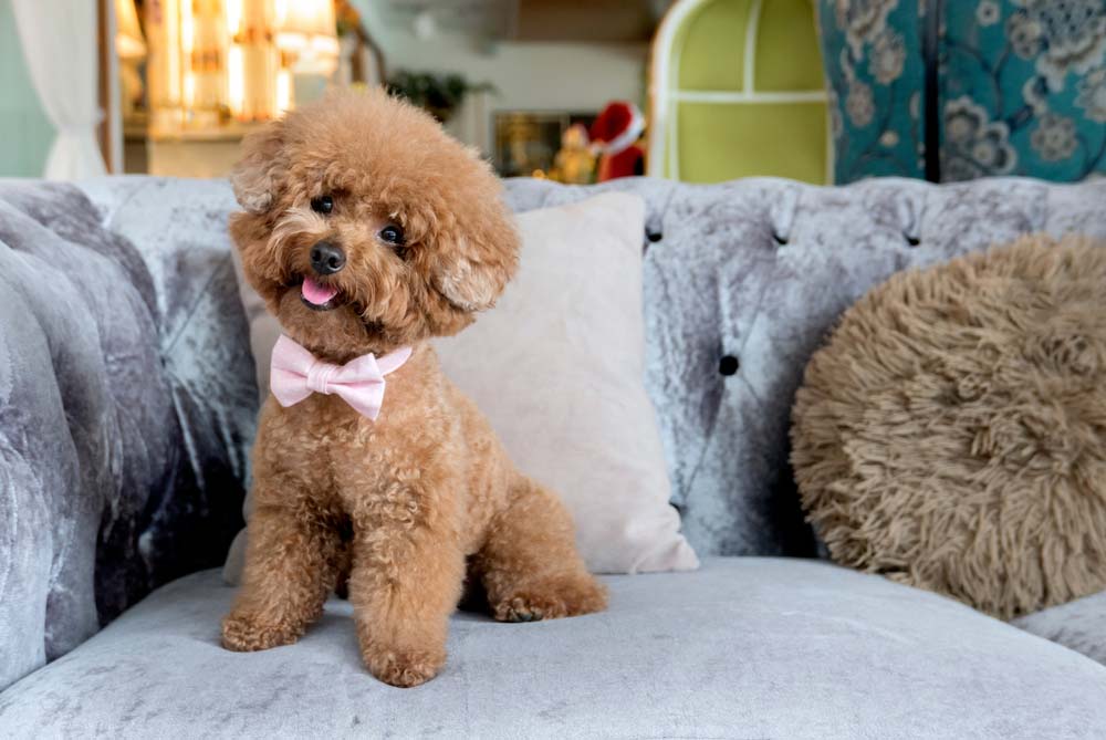 Caniche toy