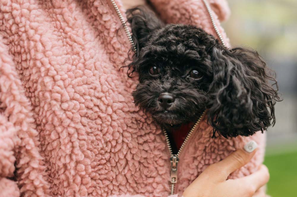Caniche toy