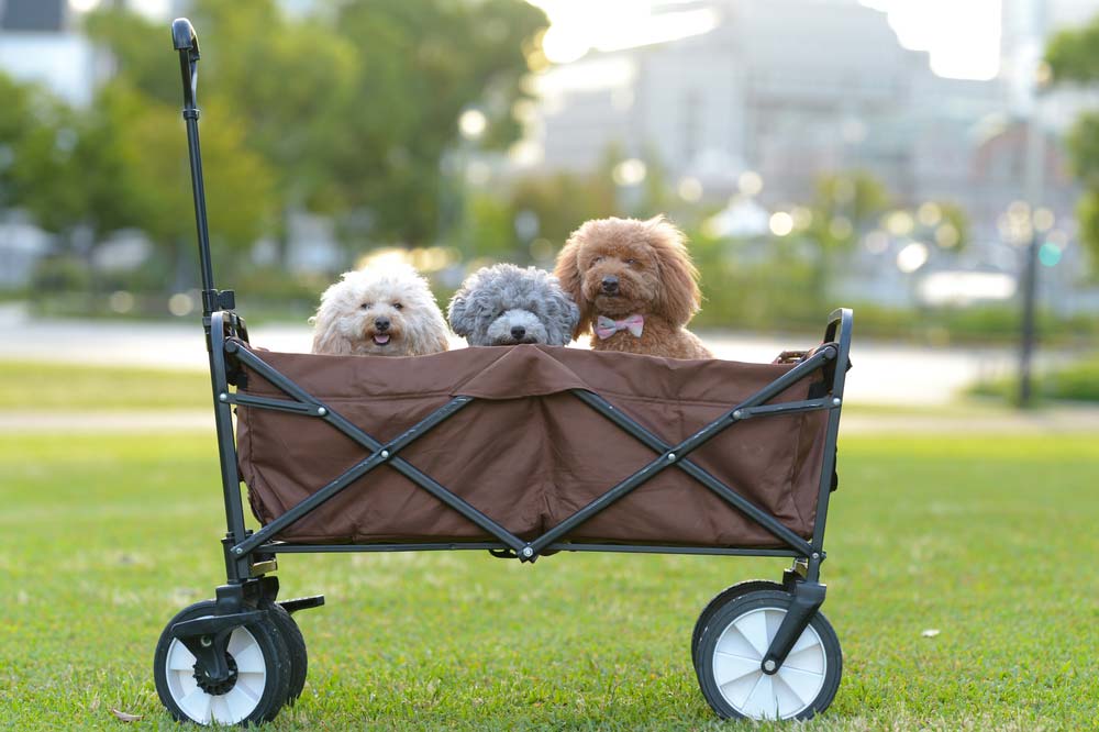 Caniche toy
