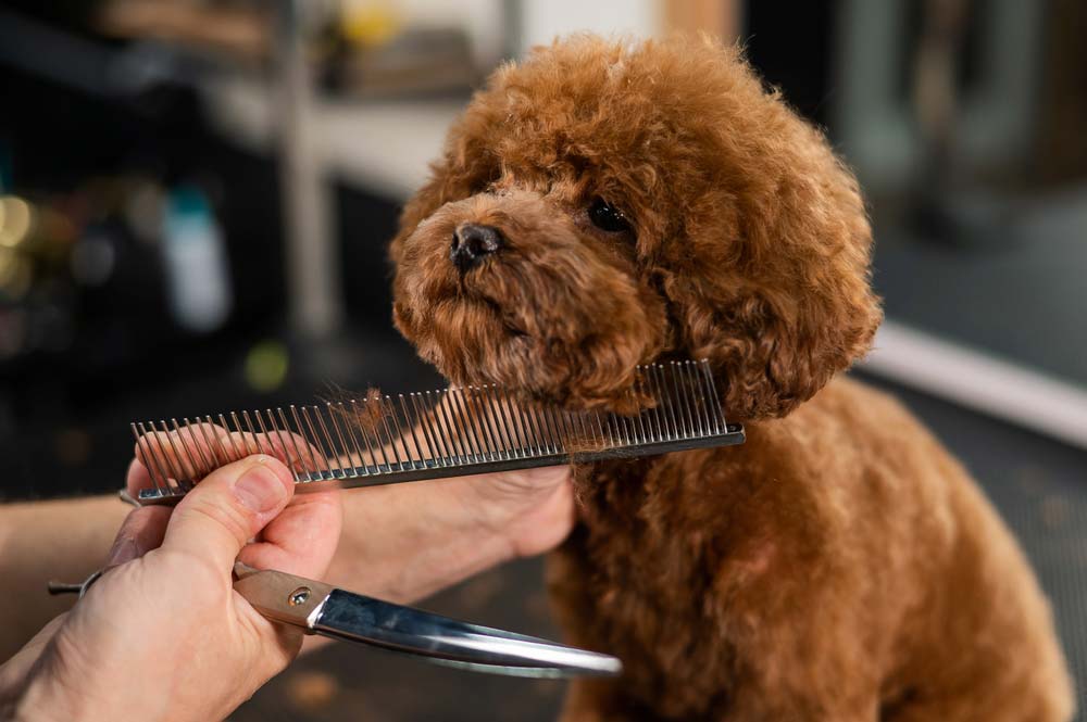 Caniche toy cepillado