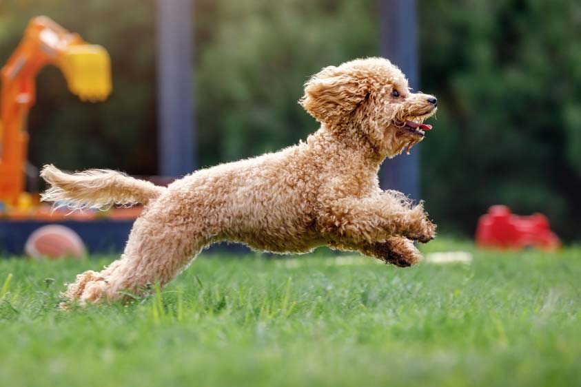 Caniche toy ejercicio