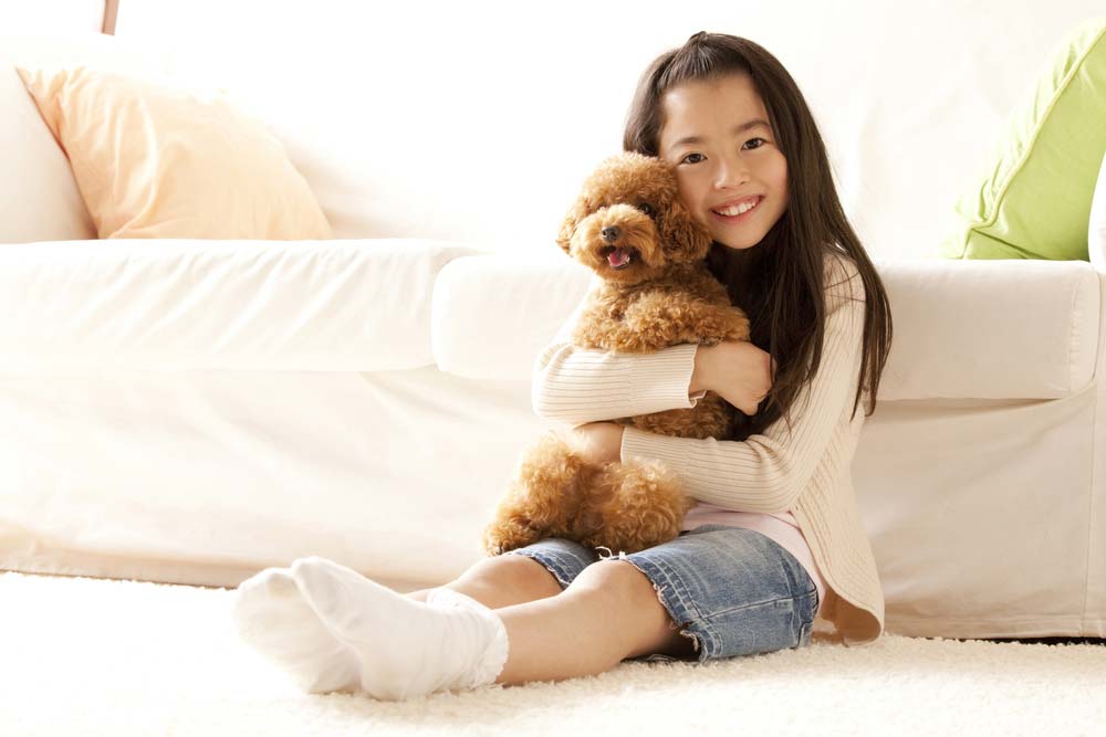 Caniche toy ninios