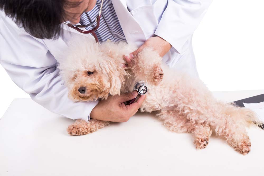 Caniche toy salud