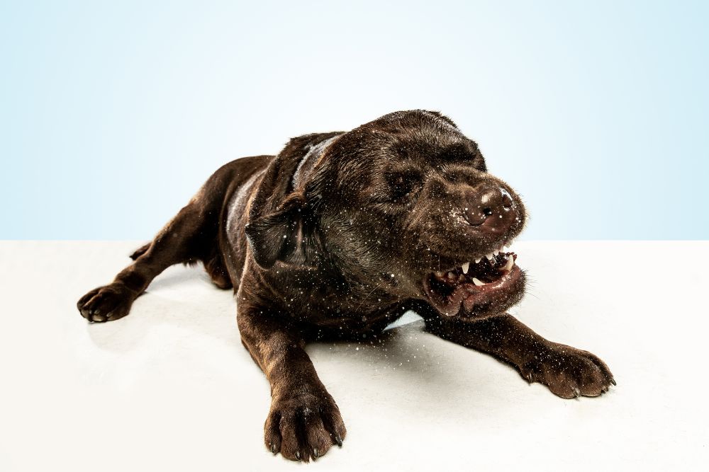 Causas del moquillo canino
