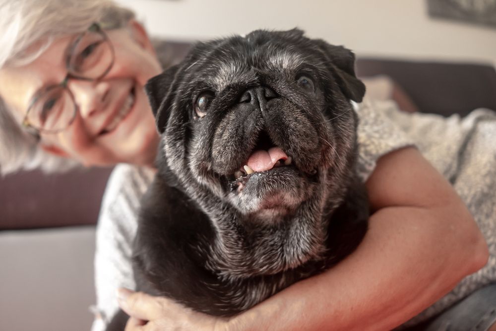 Causas que pueden provocar un problema renal en los perros