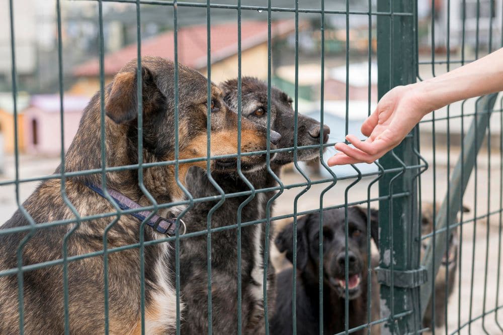 Factores de riesgo para la infeccion por parvovirus en perros