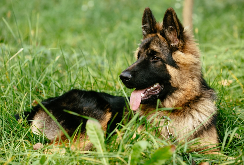 Razas de perros mas propensas a la torsion gastricas